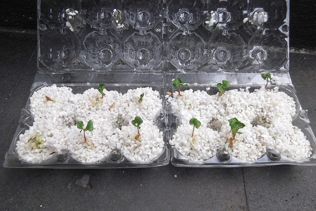 Growing Bonsai From Seed 